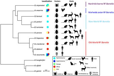 Relapsing Fevers: Neglected Tick-Borne Diseases